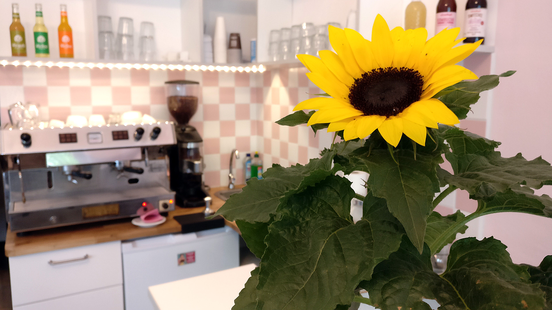 FF-3 Fräulein Frost Eis Eiscafé Eisdiele Beckerstr. 4, 12157 Berlin Christian Bennat 2018 Laden